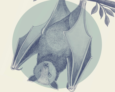 Illustration of a Grey-Headed Flying Fox