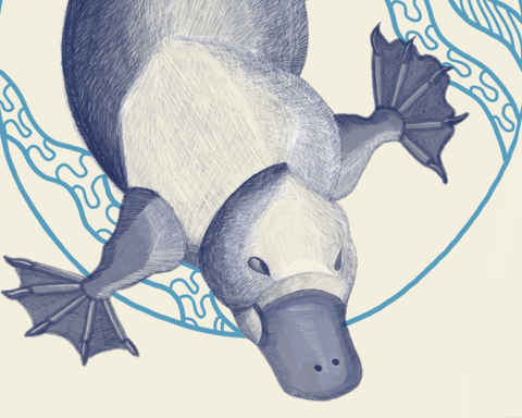 Illustration of a platypus